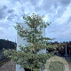 Cornus alternifolia 'Argentea' 125-150 cm 45L solitair