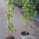 Corylus a. 'Contorta' 125-150 cm 7,5L