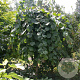 Corylus a. 'Pendula' 100 cm stam 12L