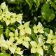 Cornus k. 'Schmetterling' 125-150 cm 15L