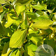 Corylus a. 'Aurea' 150-175 cm 12L