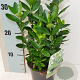 Euonymus japonicus 40-60 cm 2,0L