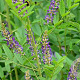 Glycyrrhiza uralensis GM 1.5
