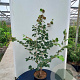 Hamamelis int. 'Aphrodite' 100-125 cm 12L piramide