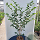 Hamamelis int. 'Feuerzauber' 100-125 cm 12L piramide