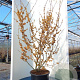 Hamamelis int. 'Jelena' 100-125 cm 12L piramide