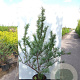 Hippophae rhamn. 'Friesd. Orange' 70 cm 2,0L