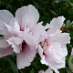 Hibiscus syr. China Chiffon 100-125 cm 12L