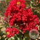 Lagerstroemia Dynabite 100-125 cm met kluit