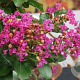 Lagerstroemia i. Purple Star 100-125 cm 12L