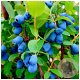 Lonicera c. 'Blue Bird' 70 cm 2,0L