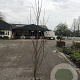 Magnolia kobus 150-175 cm met kluit solitair
