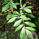 Orixa japonica 40-60 cm 7,5L