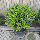 Prunus l. 'Angustifolia' 40 cm 15L bol