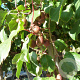 Actinidia a. 'Domino' 50-60 cm 3,0L