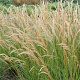 Achnatherum calamagrostis 'Algäu' GM P9 BIO