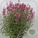 Agastache 'Rosie Posie' GM P9 BIO