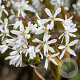 Amelanchier aln. 'Smoky' 60-80 cm 10L