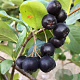 Aronia prunifolia 'Aron' 50-80 cm 3,0L