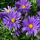 Aster (D) 'Blaue Lagune' GM P9 BIO