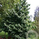 Asimina triloba 'Prolific' 60-80 cm 5,0L