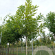 Carya illinoinensis 'Peruque' 100-125 cm 10L