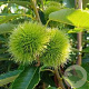 Castanea sat. 'Bouche de Betizac' 100-125 cm 10L