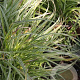 Carex 'Silver Sceptre' GM P9 BIO