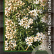 Choisya t. White Dazzler 25-30 cm 2,0L