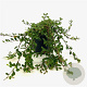 Cotoneaster dammeri 25-30 cm 2,0L