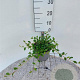 Cotoneaster dam. 'Major' 25-30 cm 2,0L