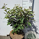 Elaeagnus ebbingei 50-60 cm 10L