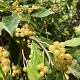 Elaeagnus umbell. 'Amber' GM 1.5