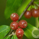 Elaeagnus umb. 'Brilliant Rose' GM 1.5