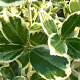 Euonymus fort. 'Silver Queen' 30-35 cm 5,0L