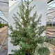 Hippophae rhamn. Orange Energy GM 1.5
