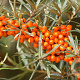 Hippophae rhamn. 'Sirola' 50-60 cm 3,0L