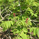 Juglans ailant. 'Grimo Manchurian' 100-125 cm 10L