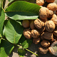 Juglans r. 'Franquette' 100-125 cm 10L