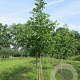 Juglans r. 'Margitha' 120-150 cm 7,5L