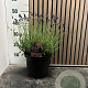 Lavandula ang. 'Hidcote' 30-35 cm 5,0L