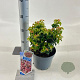 Leucothoe axillaris 'Curly Red' 20-25 cm 2,0L