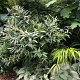 Leucothoe axillaris 'Rejoyce' 20-25 cm 2,0L