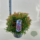 Leucothoe keiskei Burning Love 40-50 cm 15L