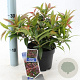 Leucothoe keiskei 'Royal Ruby' 25-30 cm 2,0L