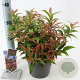 Leucothoe keiskei 'Royal Ruby' 25-30 cm 2,0L