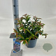 Leucothoe keiskei 'Royal Ruby' 25-30 cm 2,0L