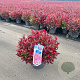 Leucothoe 'Zeblid' 35-40 cm 5,0L