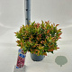Leucothoe 'Zeblid' 35-40 cm 5,0L