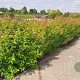 Ligustrum luc. Green Screen 30-35 cm 2,0L